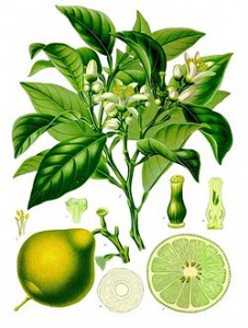 250px-Citrus_bergamia_-_Köhler–s_Medizinal-Pflanzen-184